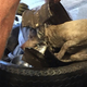 Illustration for article titled Pup Rescued After Getting Stuck in Tire